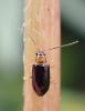 Luperus sp.